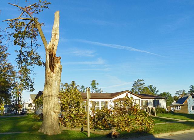 Branches like this, which fell during this week's winds are a continuing effect of the July storm.