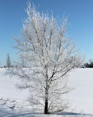 Frost covers a tree north of Vinton Saturday morning.
