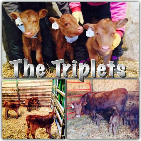 The Rich family members are especially excited about the birth of triplets -- triplet calves.