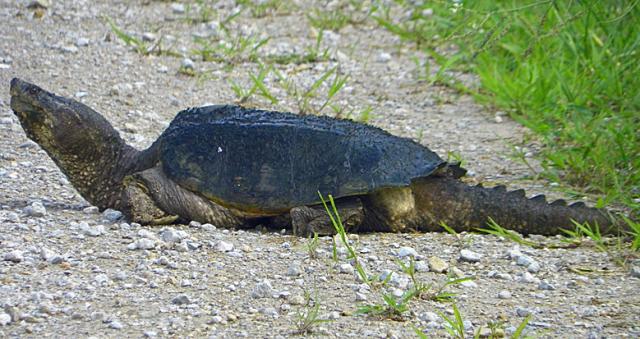 The turtle that crossed the road, still there on the way home