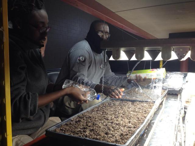 Kola & Brandon water the indoor garden to help prepare the seedlings to grow before transplanting
