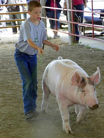 Will Schmidt, Grand Champion Individual Market Hog.